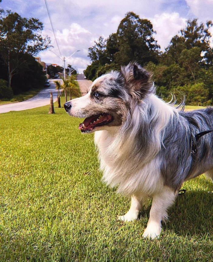 Cachorro ra a Border Collie idade 2 anos nome Simba
