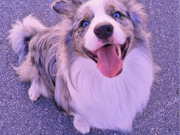 Cachorro ra a Border Collie idade 2 anos nome Simba