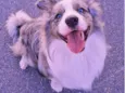 Simba
