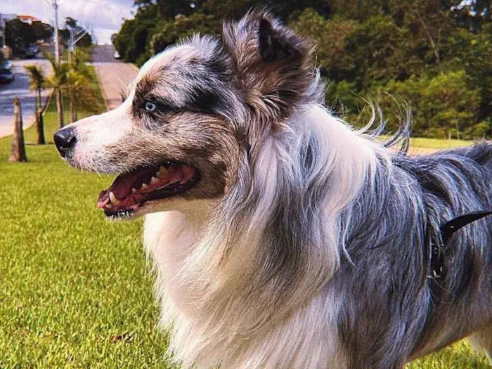 Cachorro ra a Border Collie idade 2 anos nome Simba