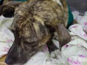 Cachorro raça SRD-ViraLata idade 3 anos nome Neguinha