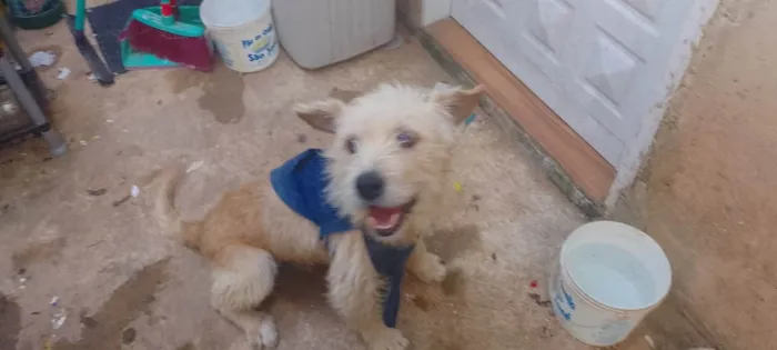 Cachorro ra a Sem raça definida  idade 4 anos nome Bob