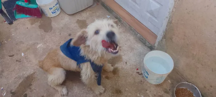 Cachorro ra a Sem raça definida  idade 4 anos nome Bob