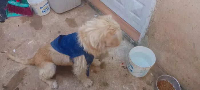 Cachorro ra a Sem raça definida  idade 4 anos nome Bob