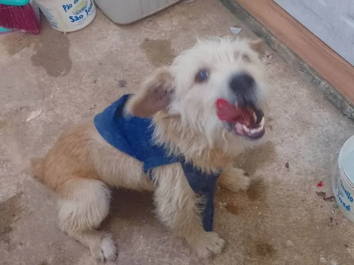 Cachorro ra a Sem raça definida  idade 4 anos nome Bob