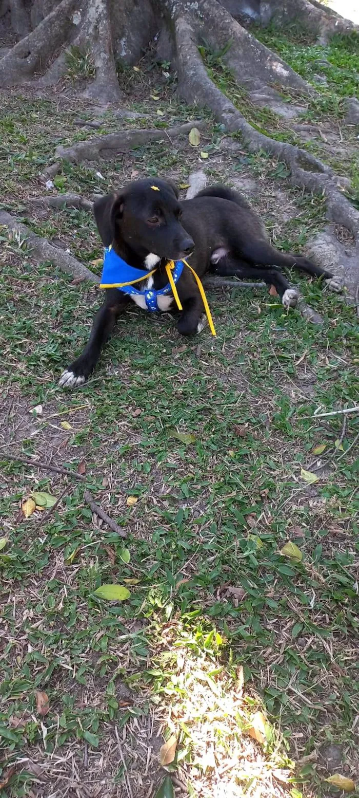 Cachorro ra a SRD-ViraLata idade 7 a 11 meses nome SLOAN 