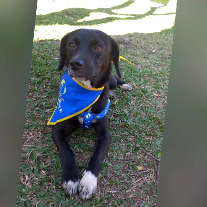 Cachorro ra a SRD-ViraLata idade 7 a 11 meses nome SLOAN 