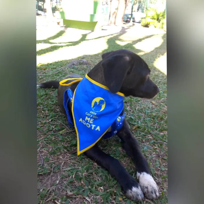 Cachorro ra a SRD-ViraLata idade 7 a 11 meses nome SLOAN 