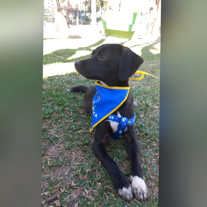Cachorro ra a SRD-ViraLata idade 7 a 11 meses nome SLOAN 