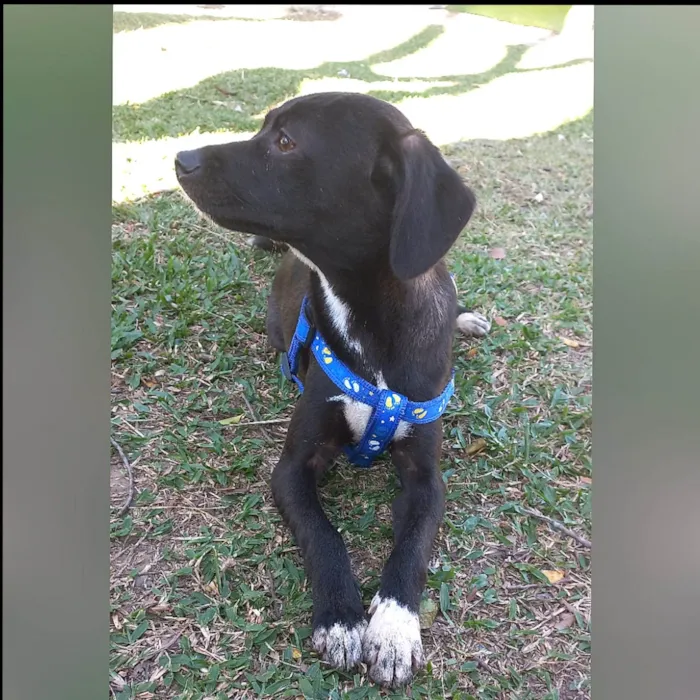 Cachorro ra a SRD-ViraLata idade 7 a 11 meses nome SLOAN 