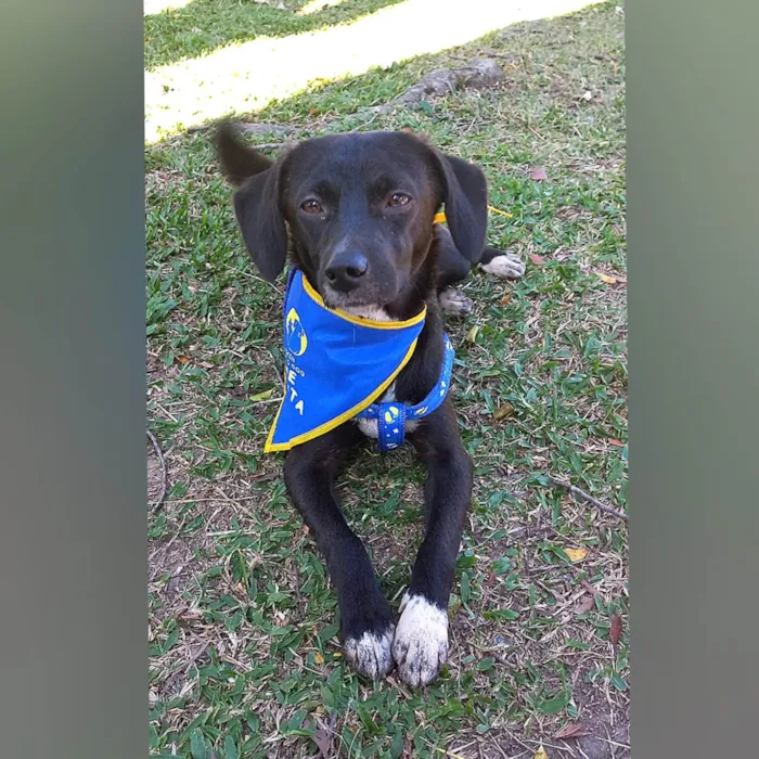 Cachorro ra a SRD-ViraLata idade 7 a 11 meses nome SLOAN 