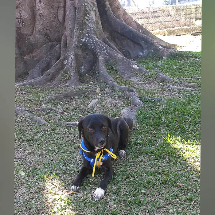 Cachorro ra a SRD-ViraLata idade 7 a 11 meses nome SLOAN 