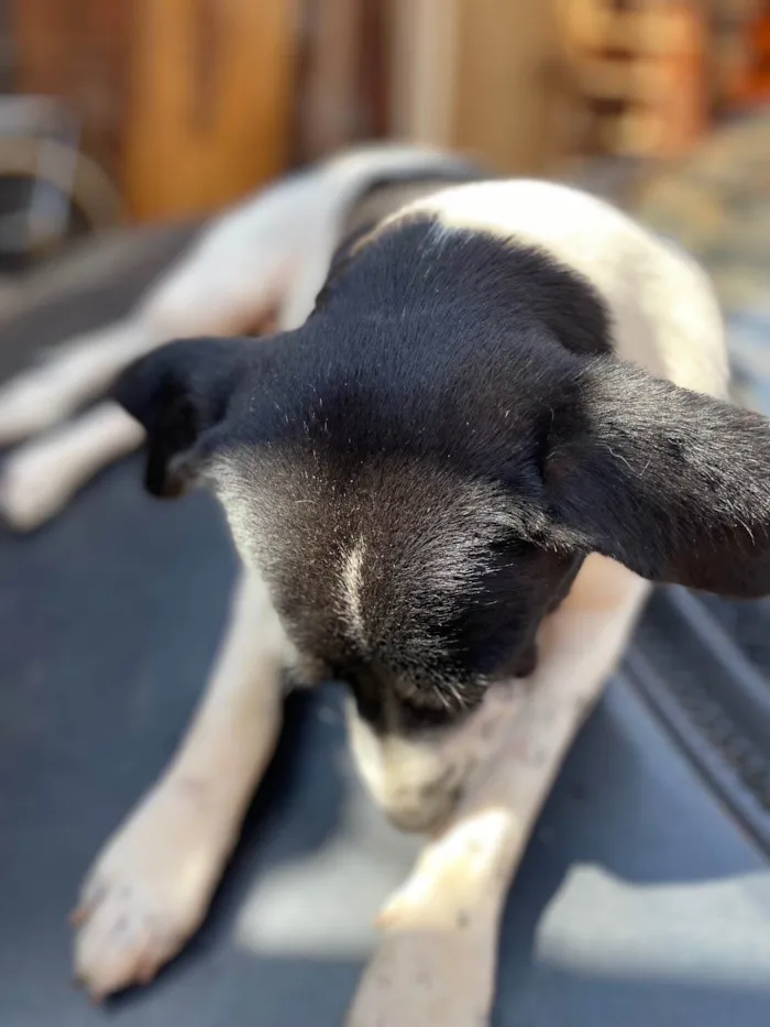 Cachorro ra a  idade 3 anos nome Branca