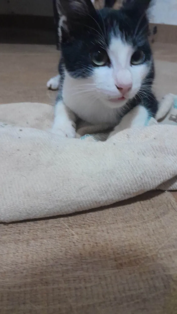 Gato ra a N sei a raça idade 2 a 6 meses nome Gatinho macho filhote