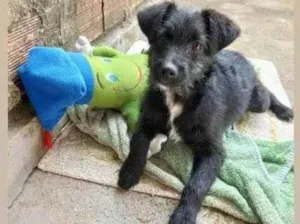 Cachorro raça SRD-ViraLata idade 2 a 6 meses nome Polly