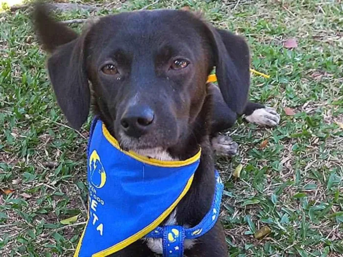 Cachorro ra a SRD-ViraLata idade 7 a 11 meses nome SLOAN 