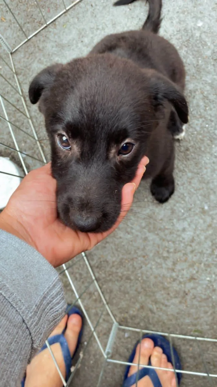 Cachorro ra a Srd idade 2 a 6 meses nome Sem nome