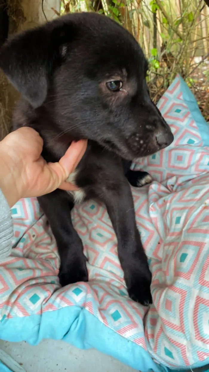 Cachorro ra a Srd idade 2 a 6 meses nome Sem nome