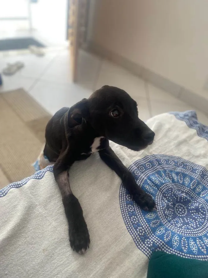 Cachorro ra a SRD-ViraLata idade 2 a 6 meses nome Lua