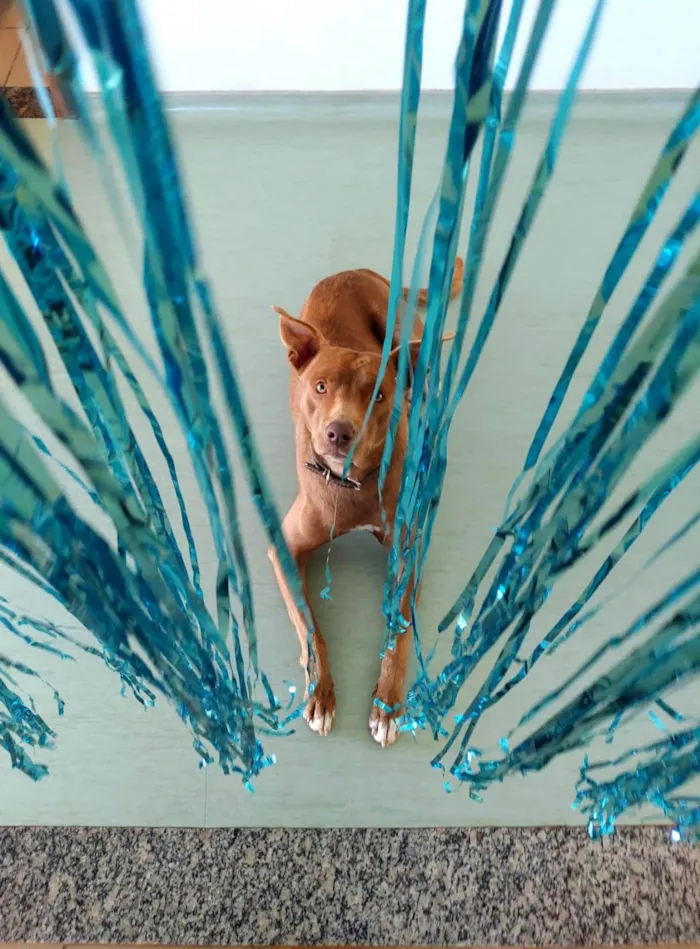 Cachorro ra a SRD-ViraLata idade 2 anos nome Chocolate 
