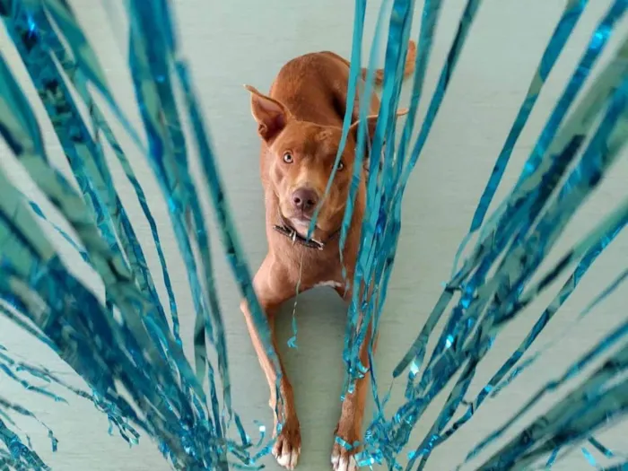 Cachorro ra a SRD-ViraLata idade 2 anos nome Chocolate 