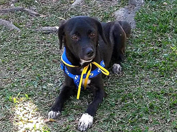 Cachorro ra a SRD-ViraLata idade 7 a 11 meses nome SLOAN 