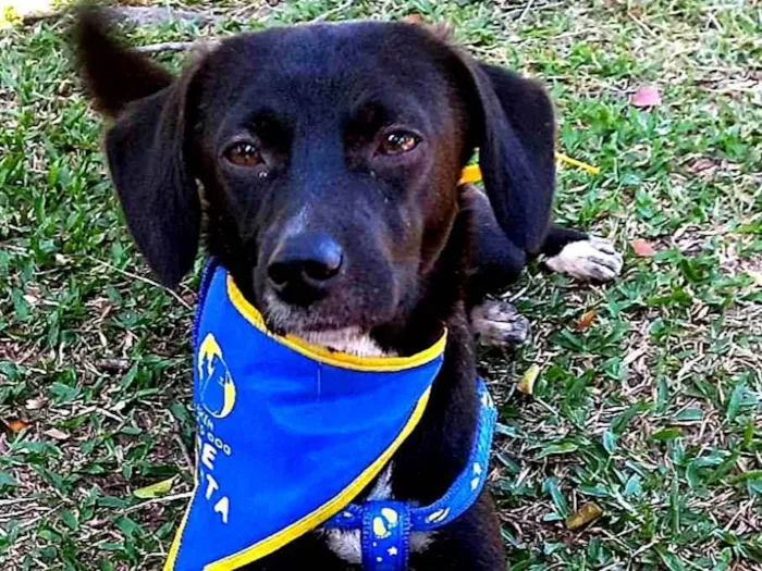 Cachorro ra a SRD-ViraLata idade 7 a 11 meses nome SLOAN 