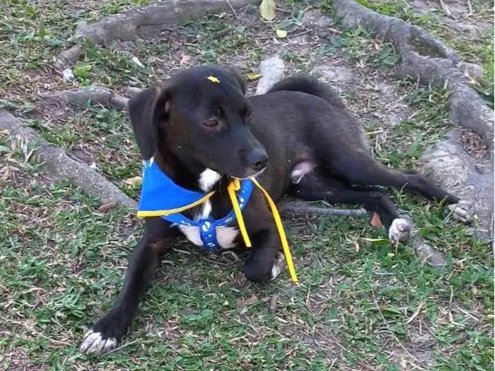 Cachorro ra a SRD-ViraLata idade 7 a 11 meses nome SLOAN 
