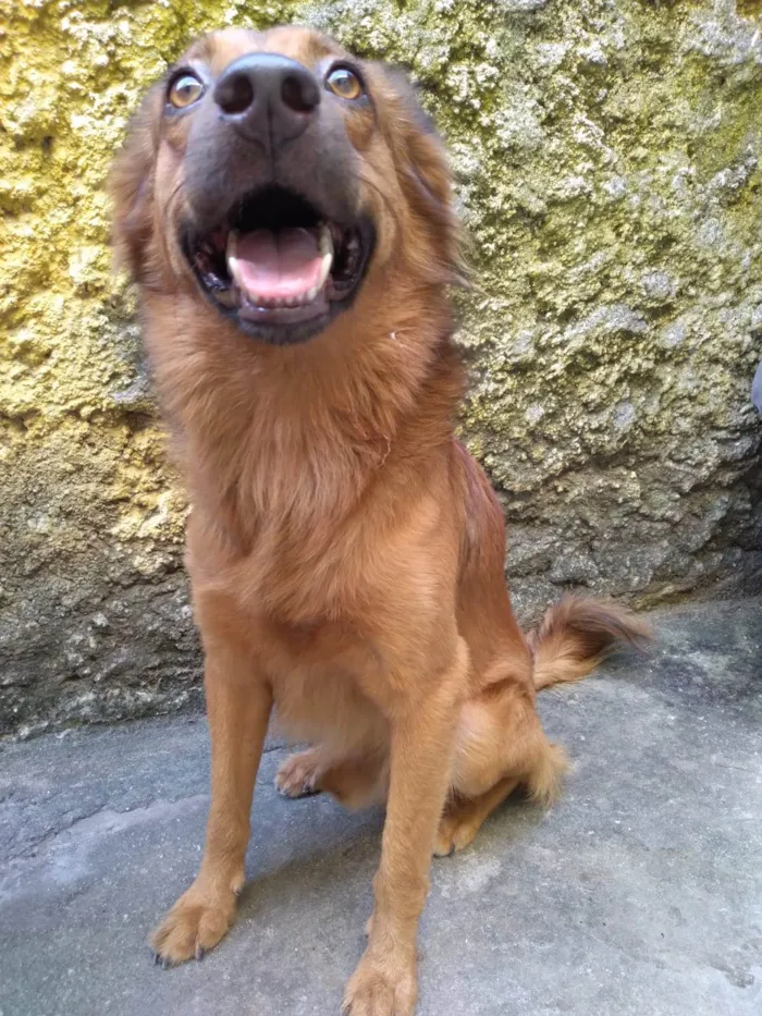 Cachorro ra a SRD-ViraLata idade 3 anos nome Milagre