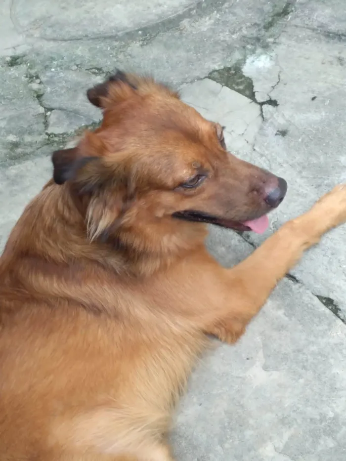 Cachorro ra a SRD-ViraLata idade 3 anos nome Milagre