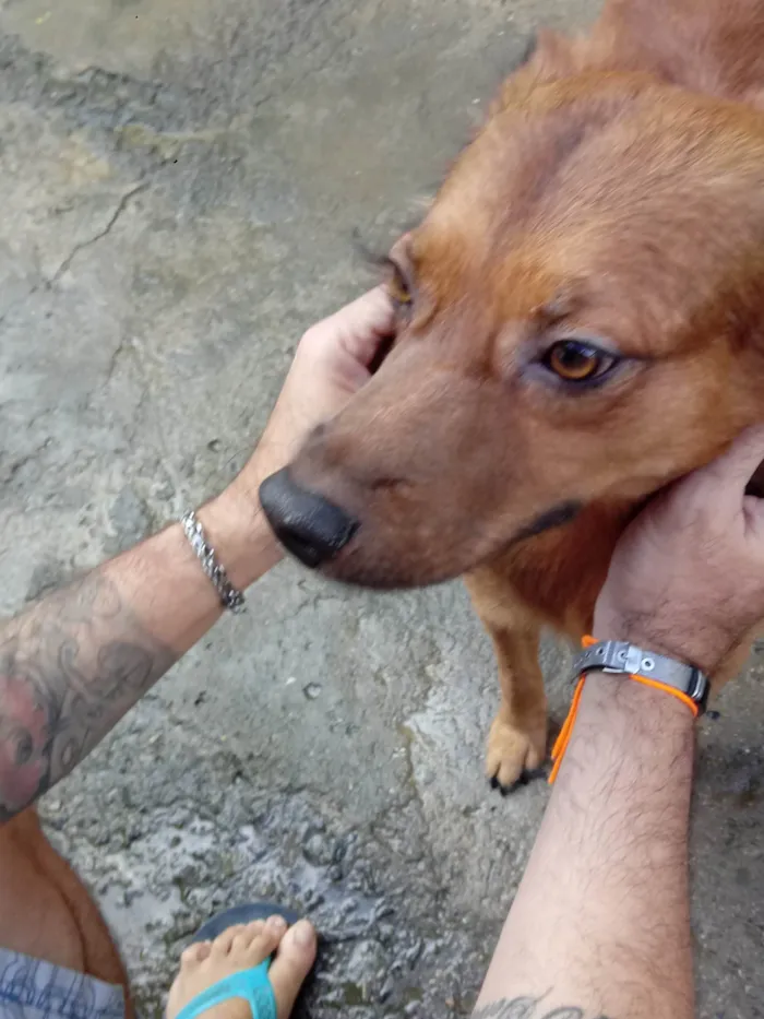 Cachorro ra a SRD-ViraLata idade 3 anos nome Milagre