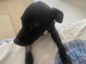 Cachorro raça SRD-ViraLata idade 2 a 6 meses nome Lua