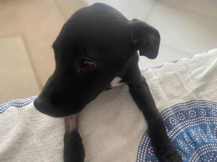 Cachorro ra a SRD-ViraLata idade 2 a 6 meses nome Lua