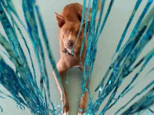 Cachorro raça SRD-ViraLata idade 2 anos nome Chocolate 