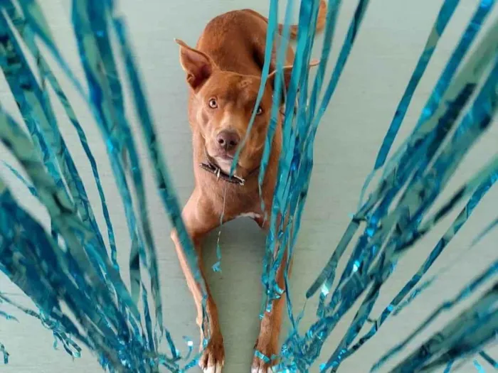 Cachorro ra a SRD-ViraLata idade 2 anos nome Chocolate 