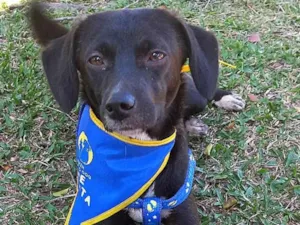 Cachorro raça SRD-ViraLata idade 7 a 11 meses nome SLOAN 