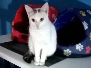 Gato raça SRD-ViraLata idade 1 ano nome Helena