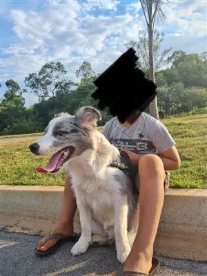 Cachorro ra a Border Collie idade 2 anos nome Simba