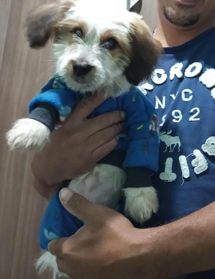 Cachorro ra a Lhasa Apso idade 1 ano nome Fred