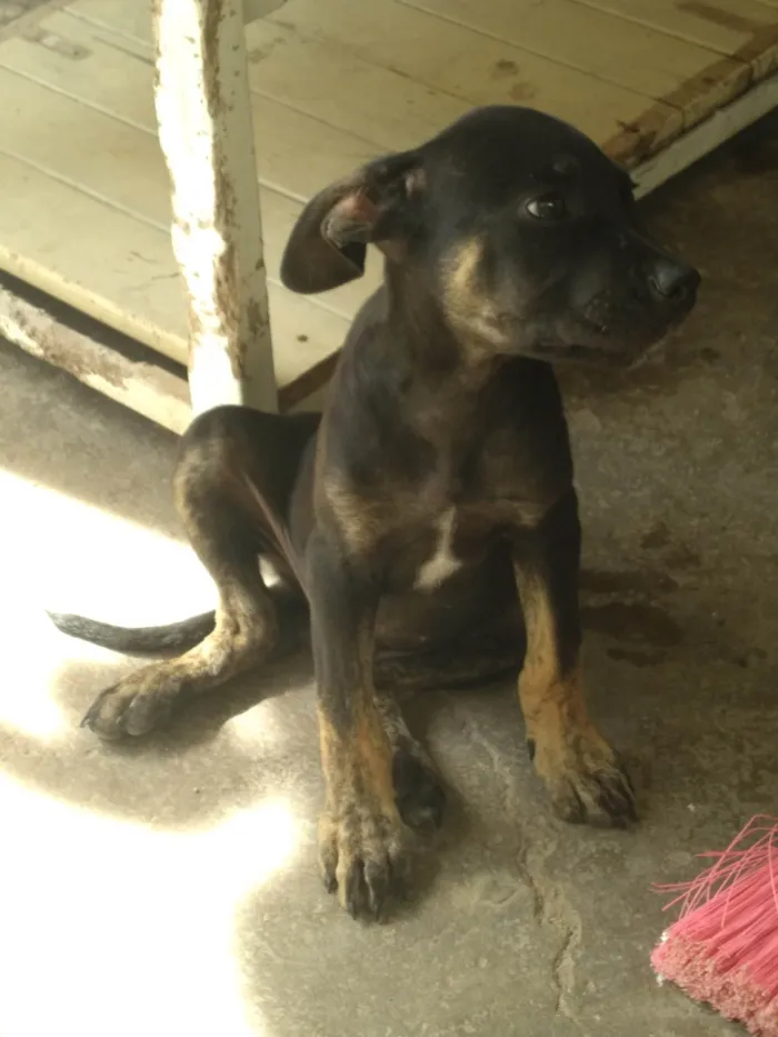 Cachorro ra a SRD-ViraLata idade 2 a 6 meses nome Anitto