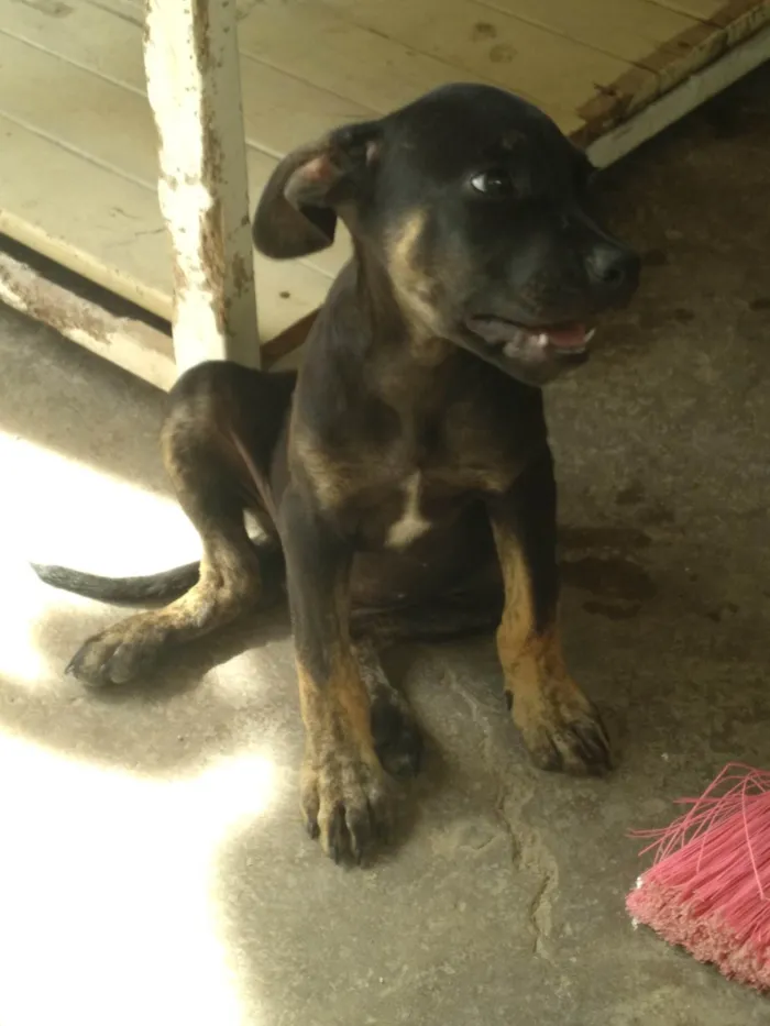 Cachorro ra a SRD-ViraLata idade 2 a 6 meses nome Anitto