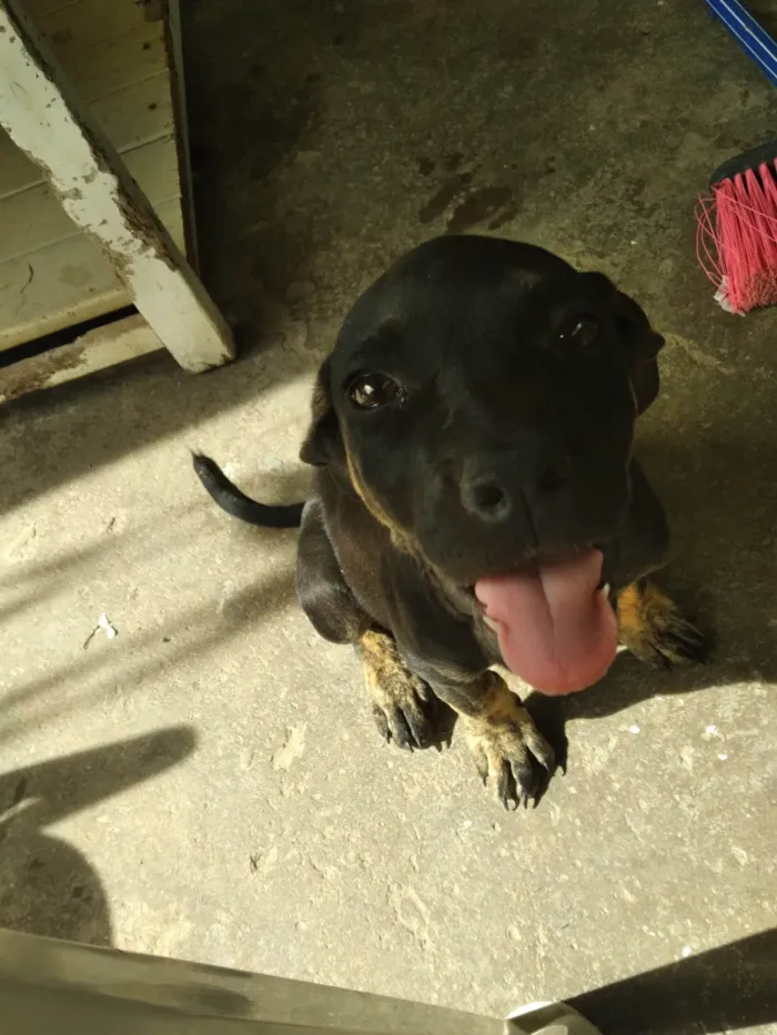 Cachorro ra a SRD-ViraLata idade 2 a 6 meses nome Anitto