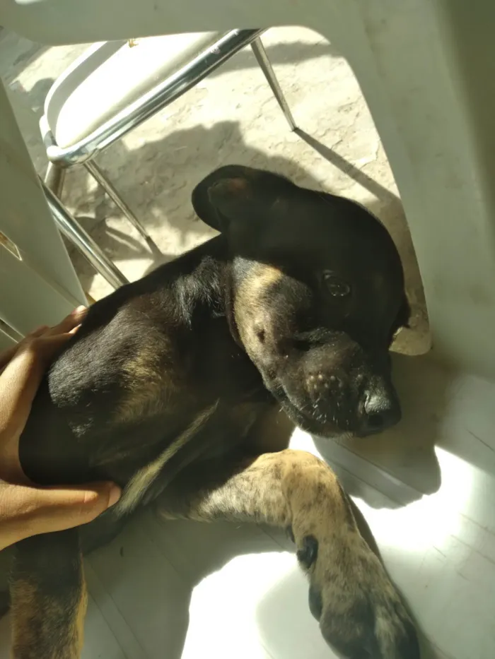 Cachorro ra a SRD-ViraLata idade 2 a 6 meses nome Anitto