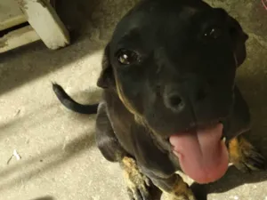 Cachorro raça SRD-ViraLata idade 2 a 6 meses nome Anitto