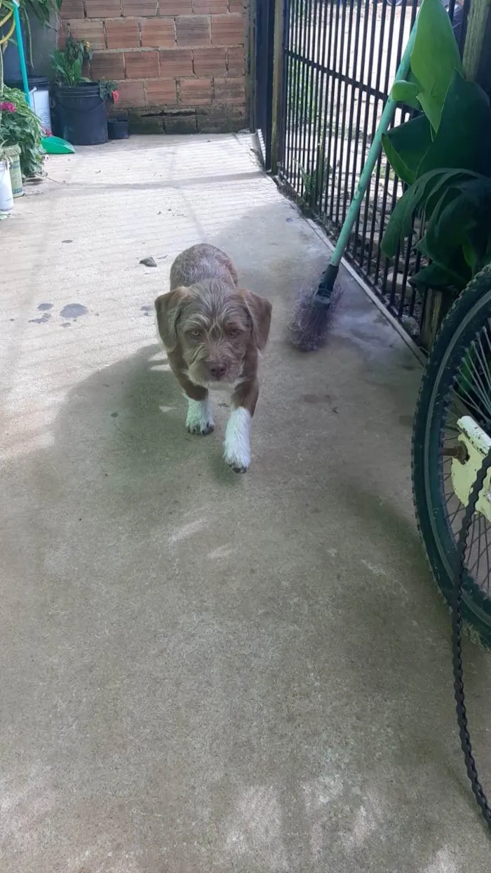 Cachorro ra a Pit-Bull com lhasa idade Abaixo de 2 meses nome Mel