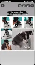 SRD - Femea