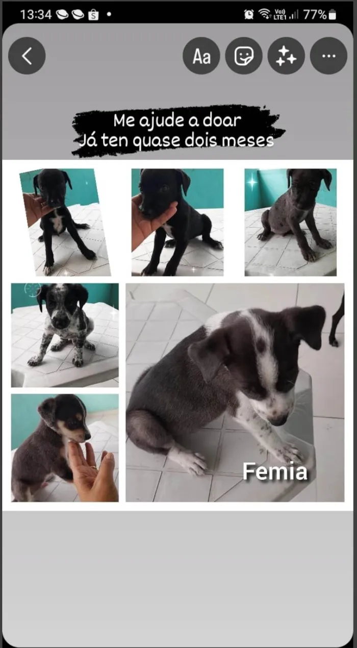 Cachorro ra a SRD-ViraLata idade Abaixo de 2 meses nome SRD - Femea