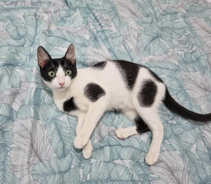 Gato raça SRD-ViraLata idade 2 a 6 meses nome Mooca 