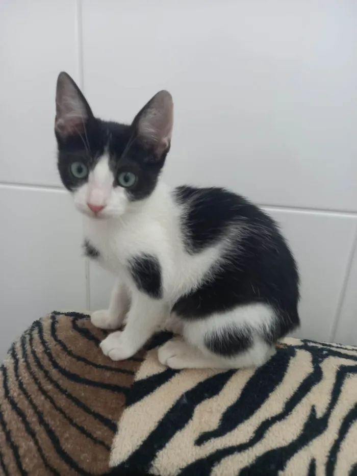 Gato raça SRD-ViraLata idade 2 a 6 meses nome Mooca 