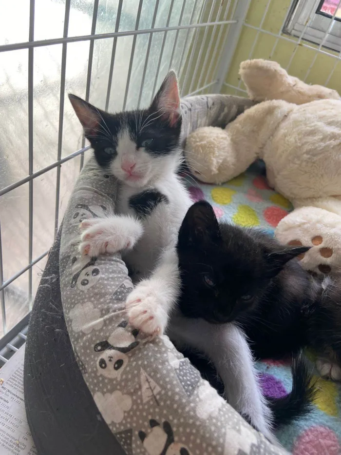 Gato raça SRD-ViraLata idade 2 a 6 meses nome Mooca 